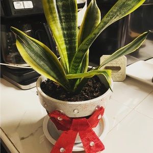 Snake plant